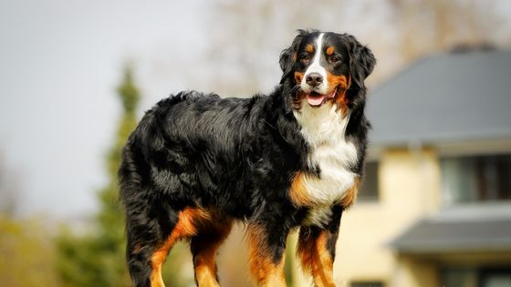 bernese mountain dog