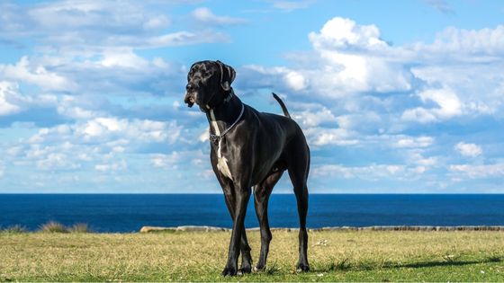 Great dane