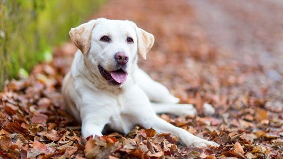 Labrador 