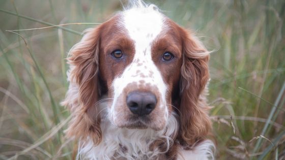 Springer Spaniel