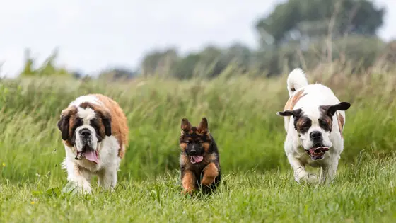 three dogs running