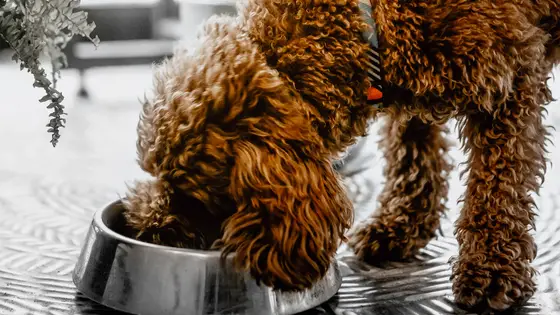 7 natural ways to relieve your dog’s arthritis with food