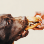 dog eating a hamburger