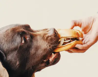 dog eating a hamburger