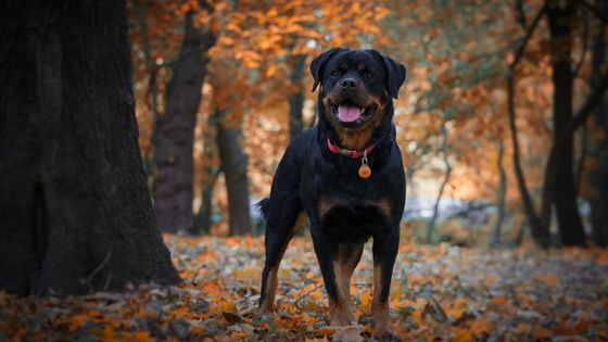 rotweiler