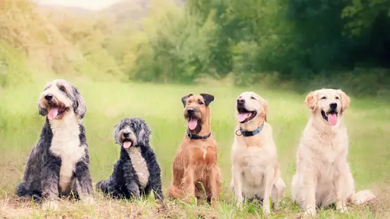 five dogs sitting side by side