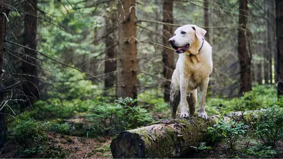 dog camping