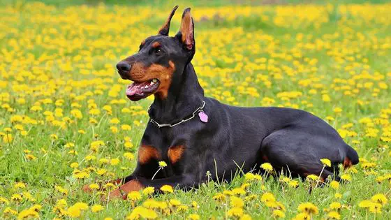 doberman pincher