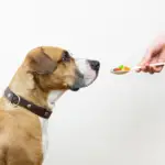 giving dog joint supplement pills