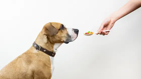 giving dog joint supplement pills