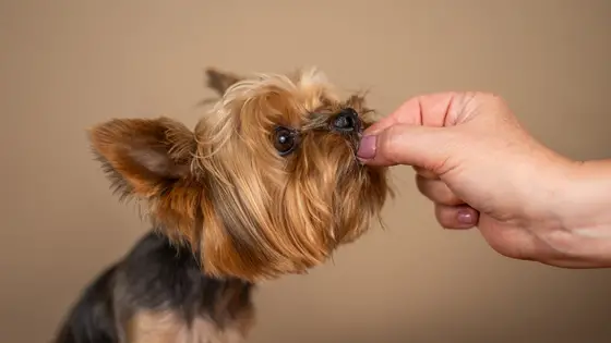 Yorkshire Terrier feeding