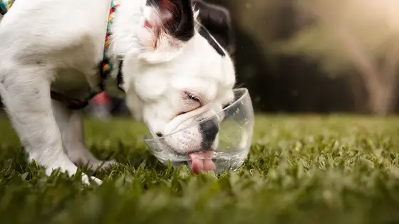 dog drinking water