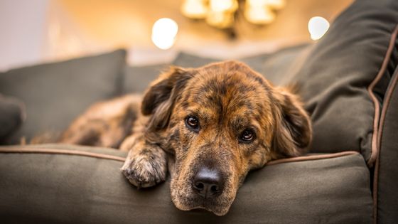 sad dog with pancreatitis on couch