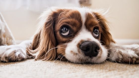 dog with pancreatitis on floor