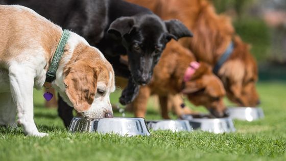 three dogs eating from bowls in a line