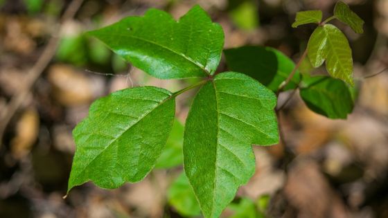 poison ivy