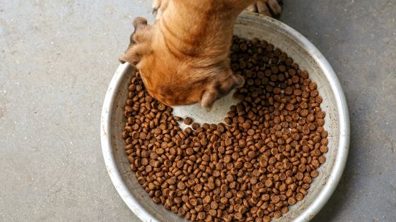 dog dry skin diet