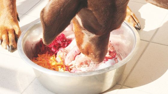 dog dry skin diet