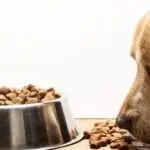 dog overeating overfeeding kibble bowl