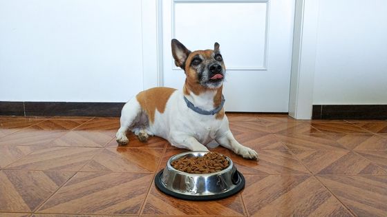 dog dry skin diet