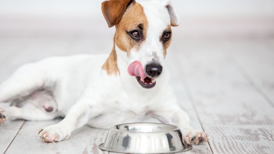 dog dry skin diet