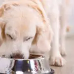 dog eating oatmeal