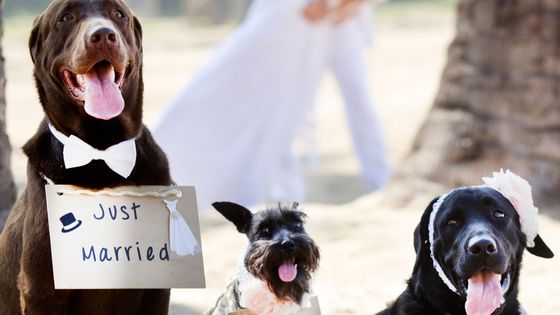 dog wedding