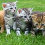 can cats eat pecans