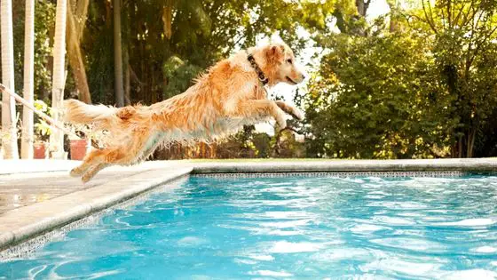 dog pool party