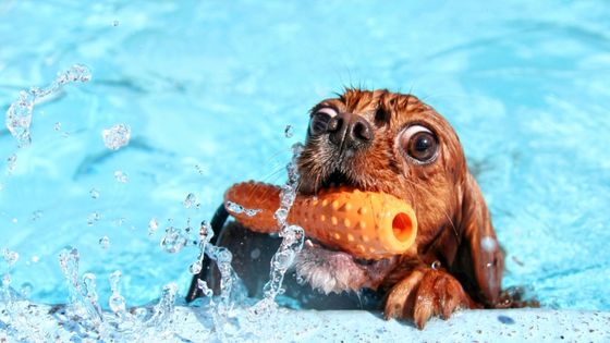 dog pool party