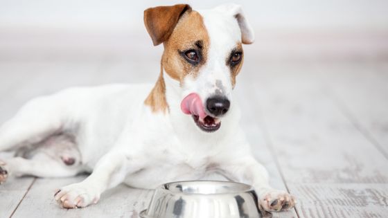 Dogs and allergies: Foods to avoid if your dog has allergies