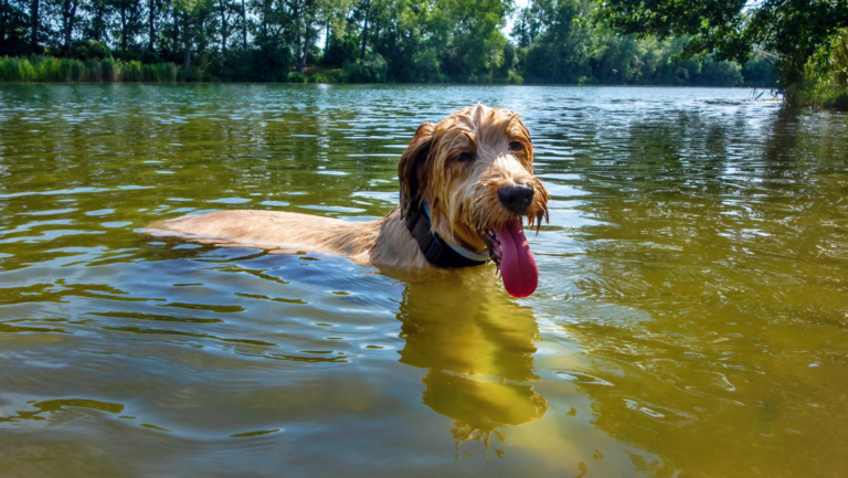 dog swimming in lake