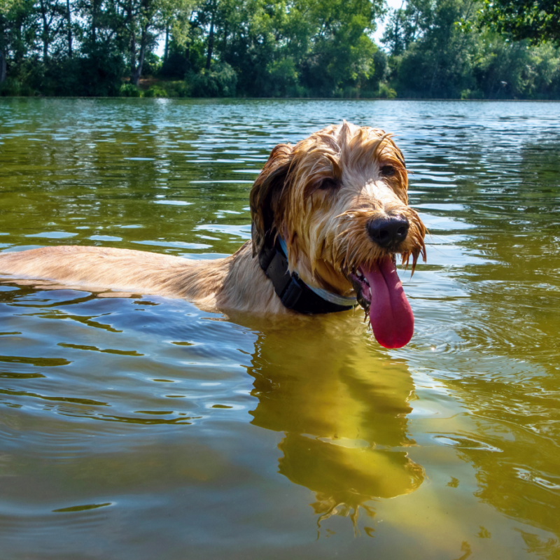 dog swimming in lake