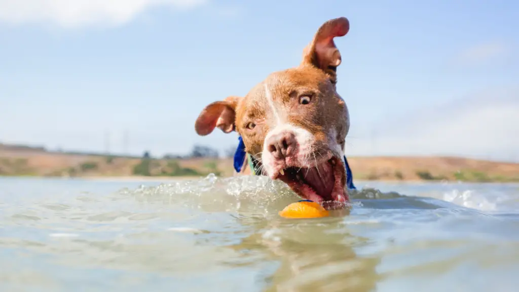 dog swimming