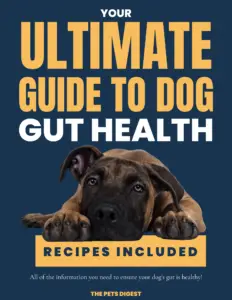 dog and gut health