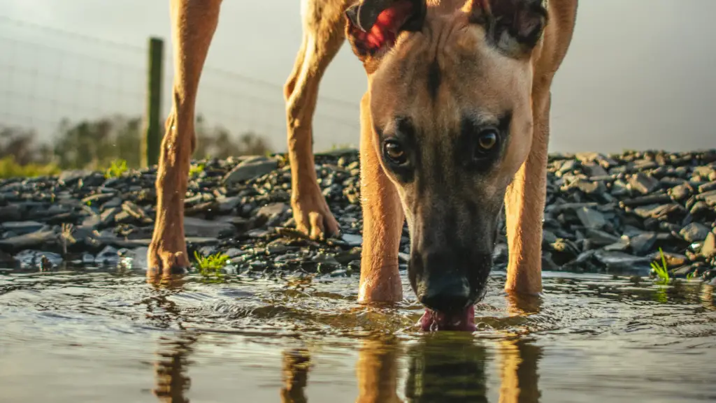 dog drinking water