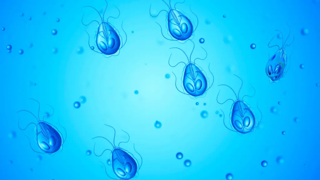 giardia