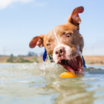 dog in water