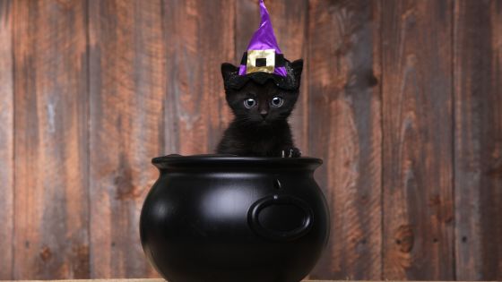 cat halloween
