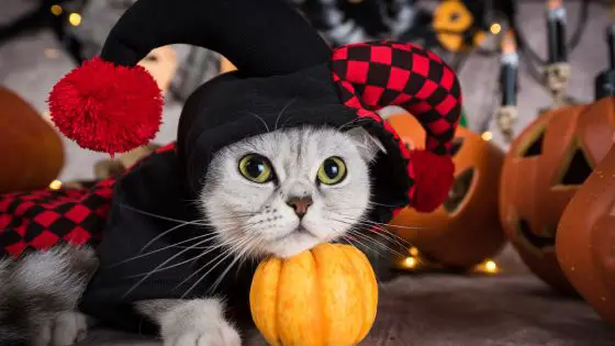 Cat Halloween